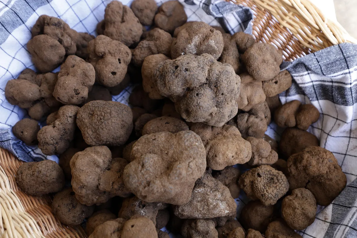 Il tartufo umbro: un tesoro regionale che conquista i mercati internazionali