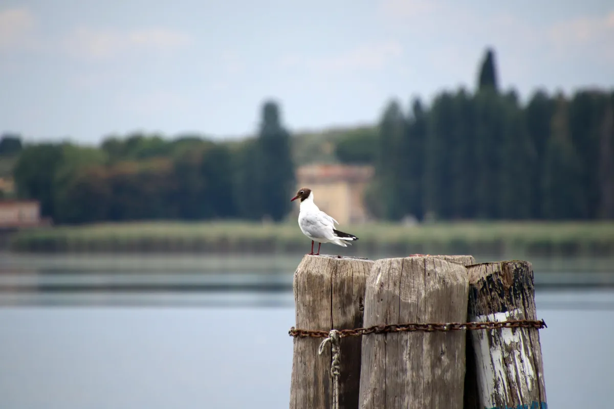 Lago Trasimeno, un milione di euro per interventi: piano straordinario in arrivo