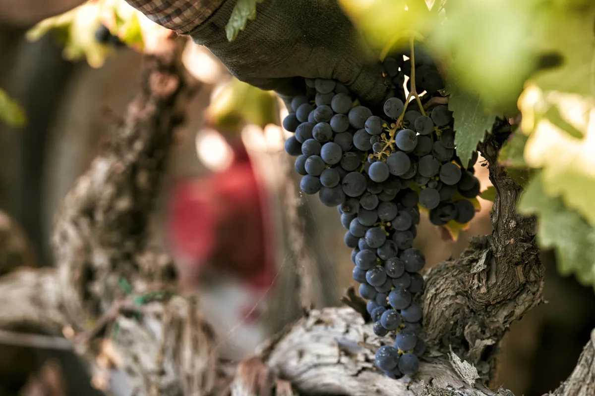 L'Umbria celebra le sue eccellenze: successo per la prima edizione di "The Best Wines of Umbria 2025"