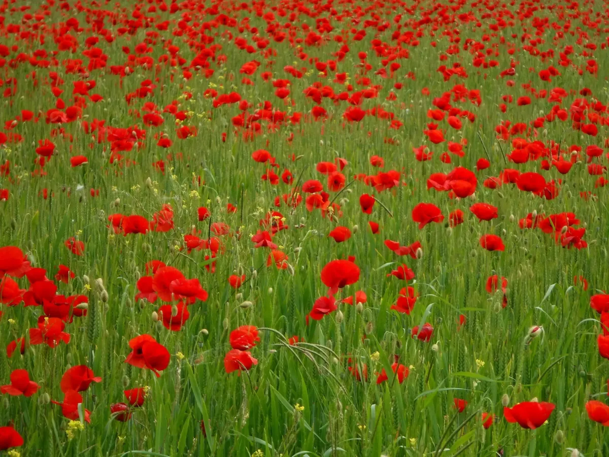 Primavera in Umbria: ecco cinque iniziative per sfruttare il bel tempo