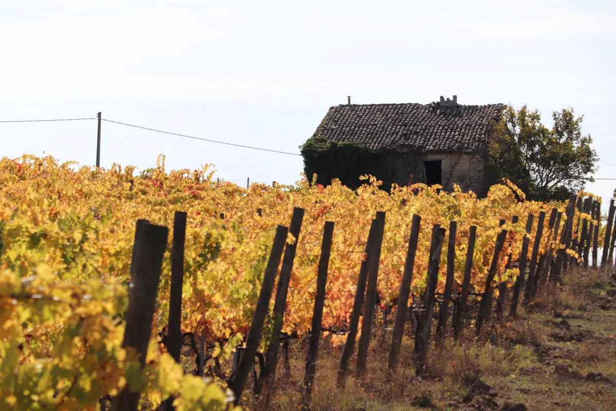 Montefalco a peso d’oro: con i dazi americani una bottiglia vola a 90 dollari