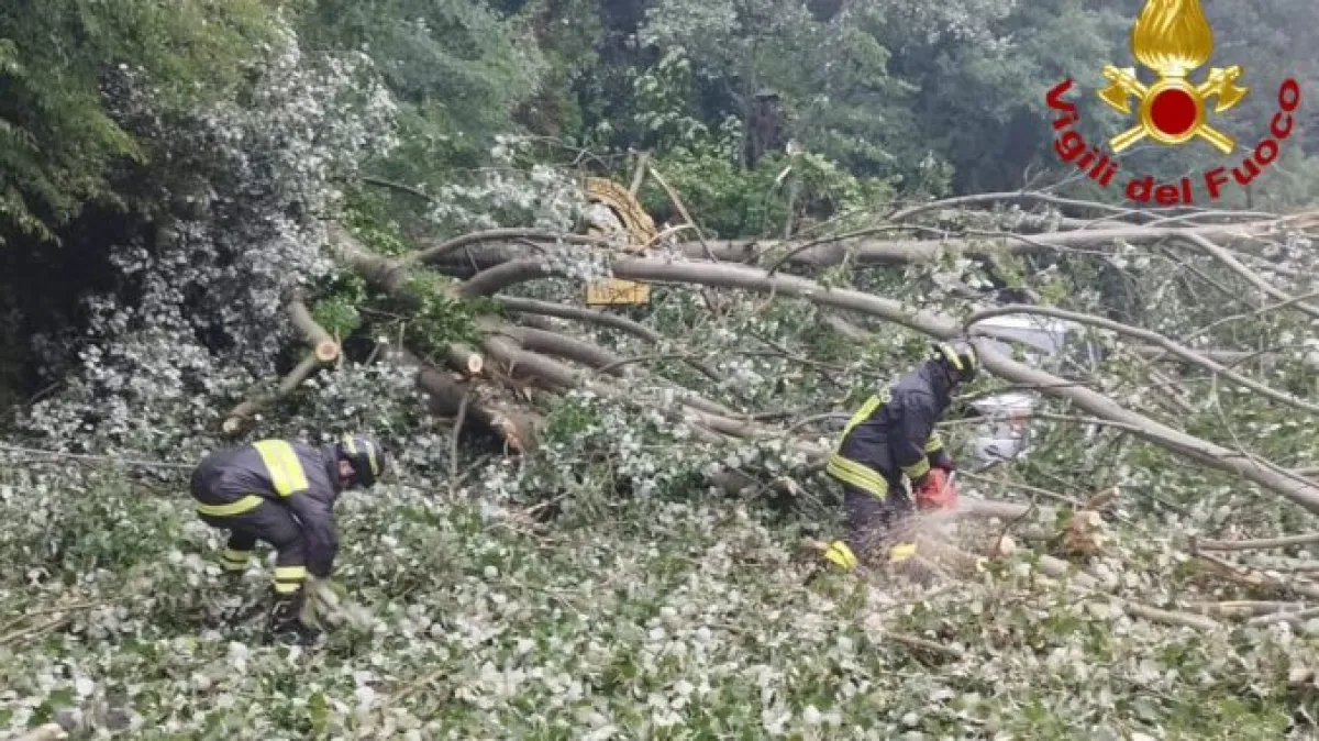 Valnerina, tragedia sfiorata: albero cade su un'auto e nessun ferito