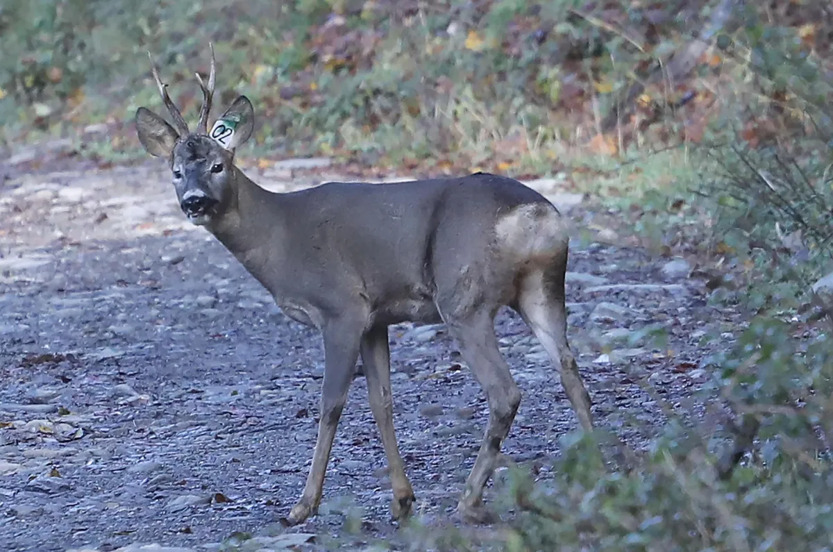 Animali selvatici in Umbria: boom di soccorsi in estate, ma strage continua sulle strade