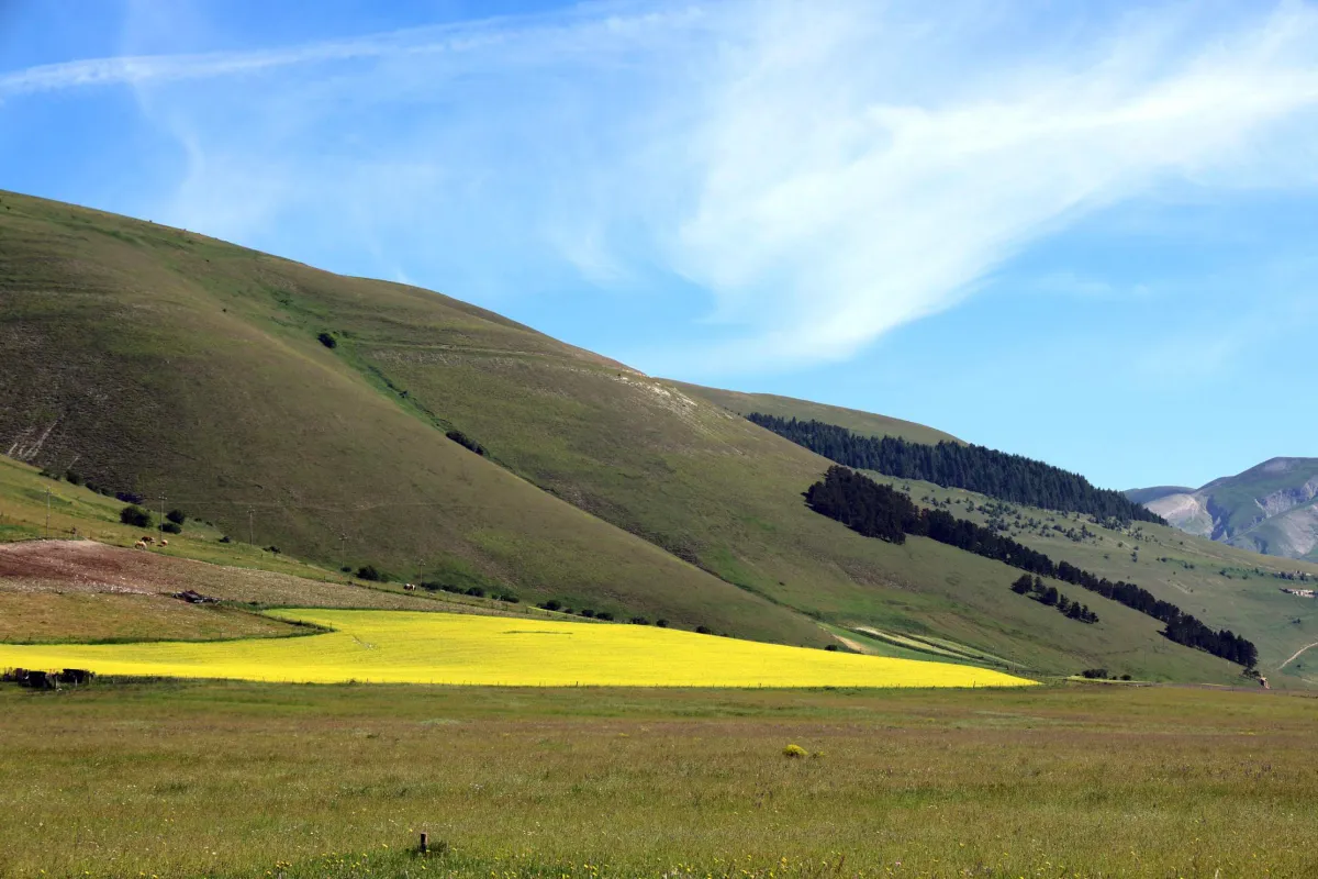 Castelluccio di Norcia, la fioritura non arriva dal caldo