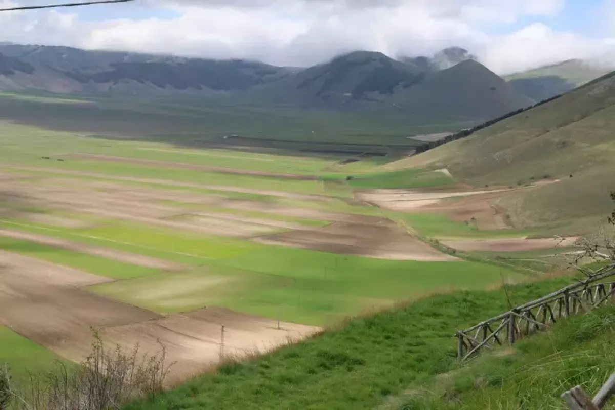 Caldo estremo, quest'anno Castelluccio di Norcia dice addio alla fioritura ed è un grave colpo all'economia