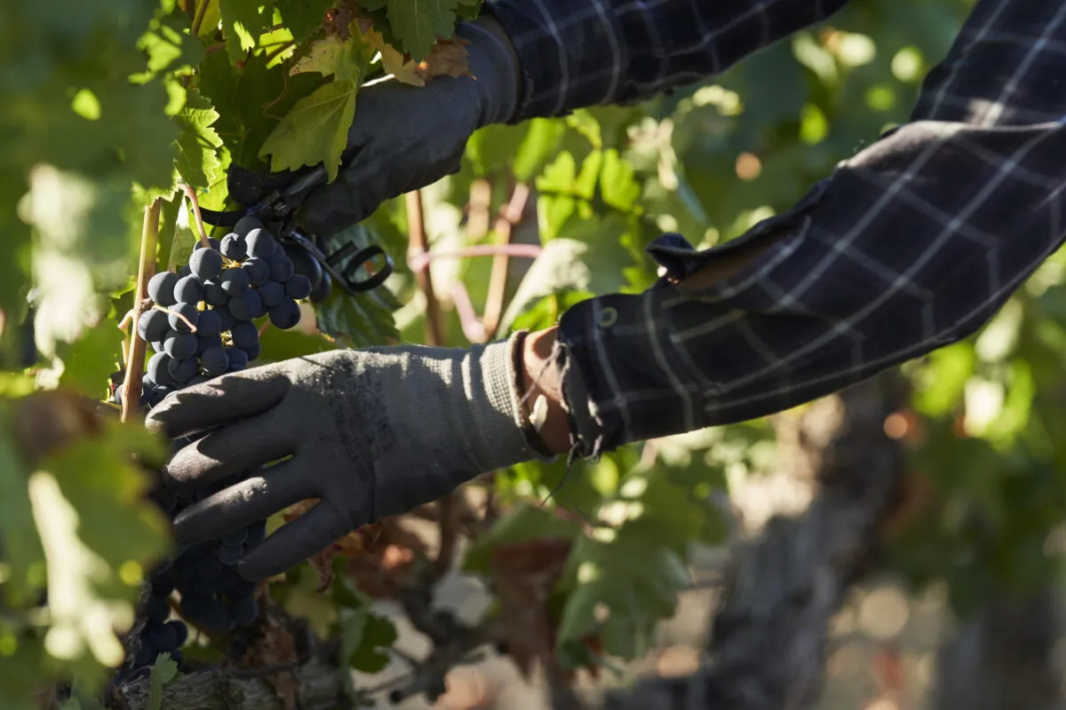 I sapori dell’Umbria: itinerari del gusto tra borghi, cantine e prodotti d’eccellenza