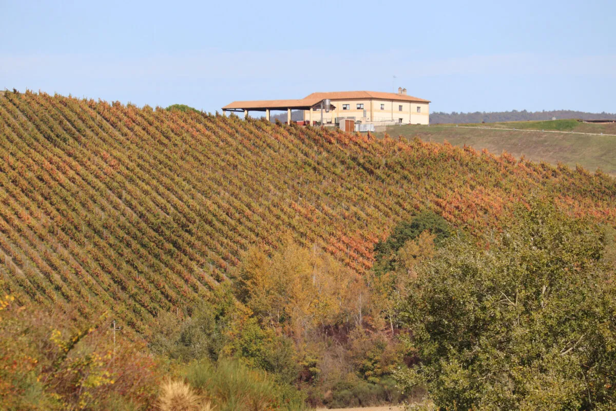 Montefalco in un giorno: un viaggio lento tra paesaggi unici, arte sacra e calici che raccontano la terra