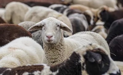 Lingua blu, dalla Regione Umbria arrivano gli indennizzi per gli allevatori colpiti