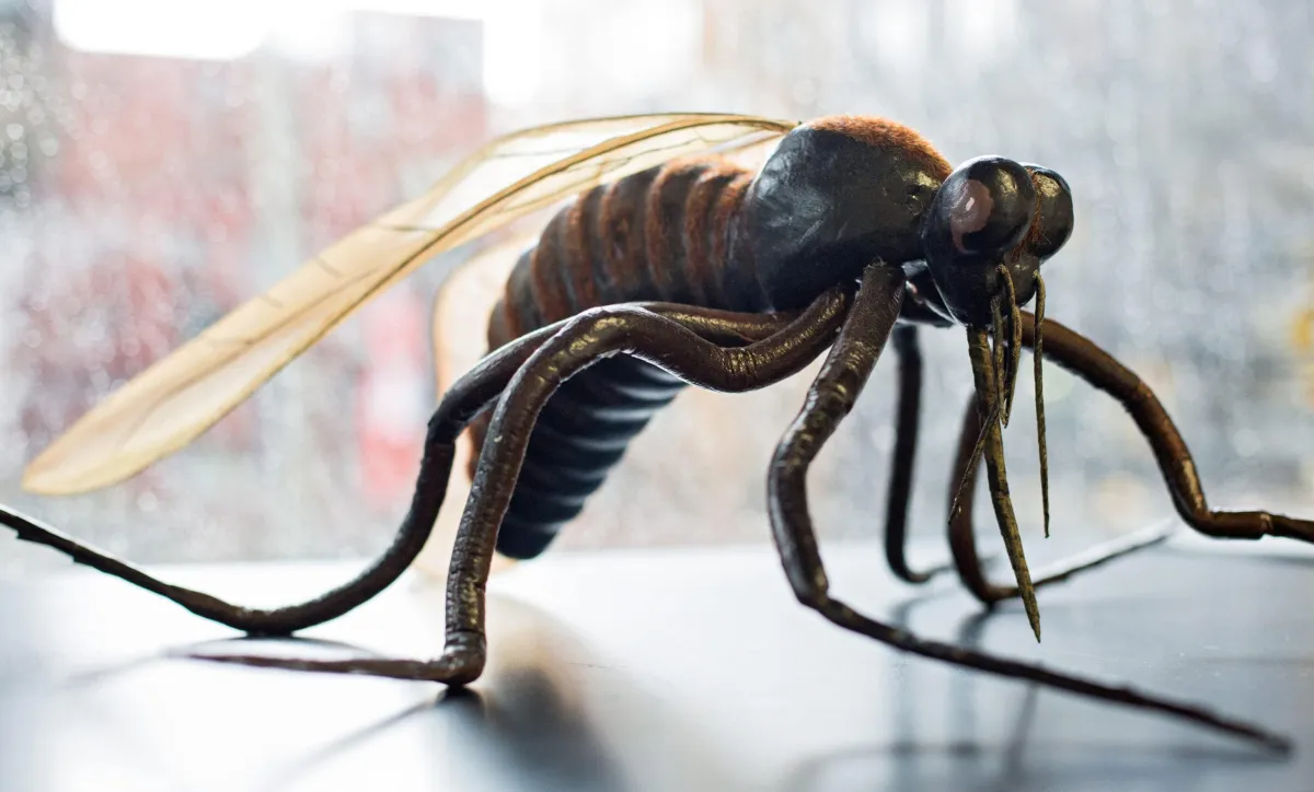 West Nile in Umbria: nessun contagio grazie a un sistema di sorveglianza avanzato