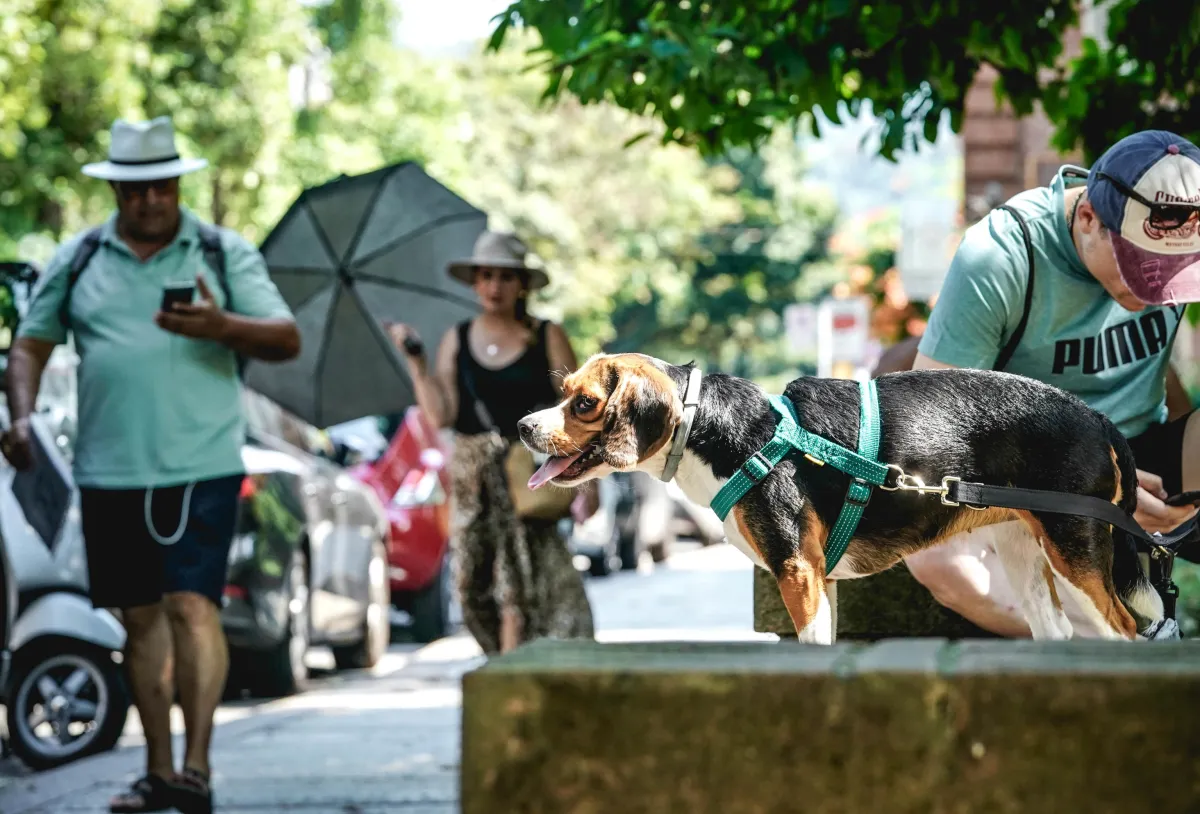 Un ospedale veterinario pubblico gratuito aperto h24. La proposta di Margherita Scoccia