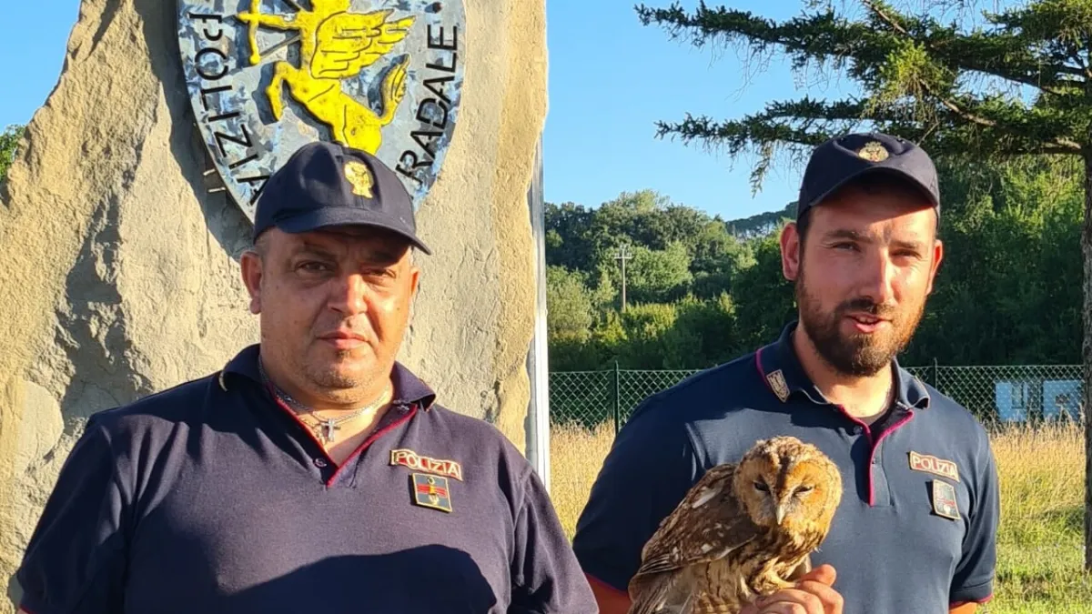 Perugia, allocco in difficoltà sulla E45: lo salvano gli agenti della Polizia