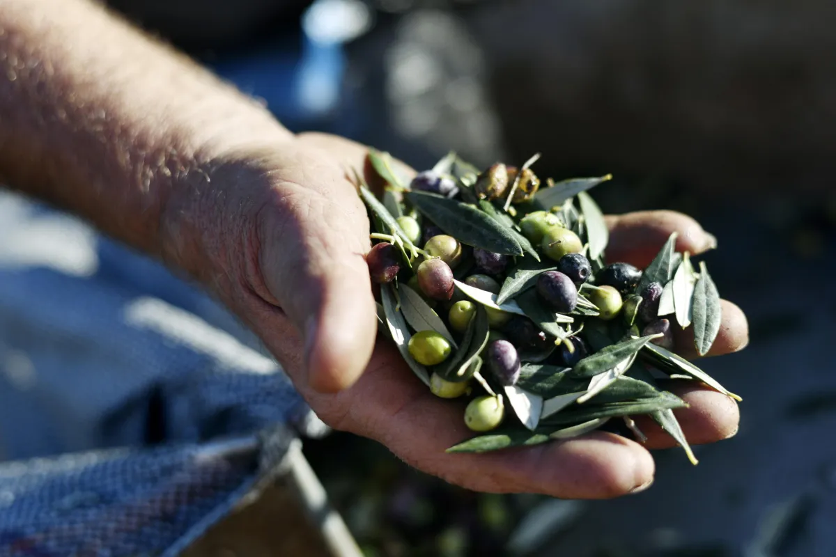 Allarme mosca olearia in Umbria: temperature oltre i 35 gradi favoriscono l’insetto e minacciano la campagna olivicola