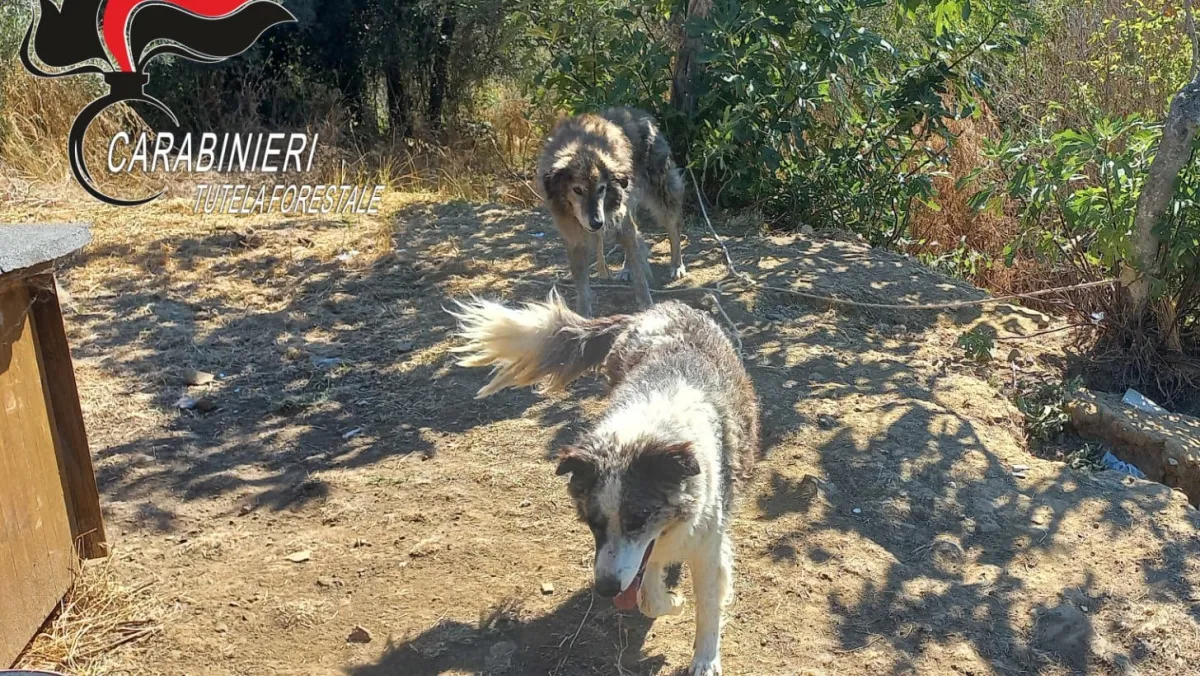 Passignano sul Trasimeno, lascia i cani legati sotto al sole e va a Roma: denunciato 48enne
