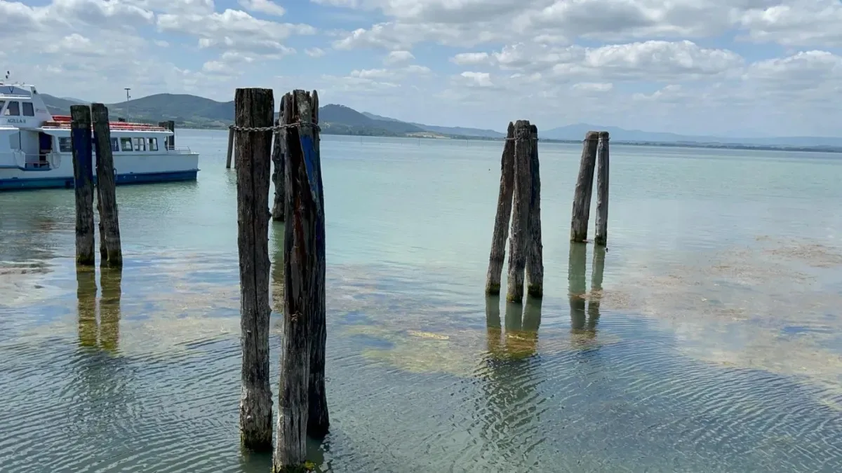 Trasimeno, l'isola-trappola galleggiante in tre mesi ha catturato 12 milioni di insetti dannosi