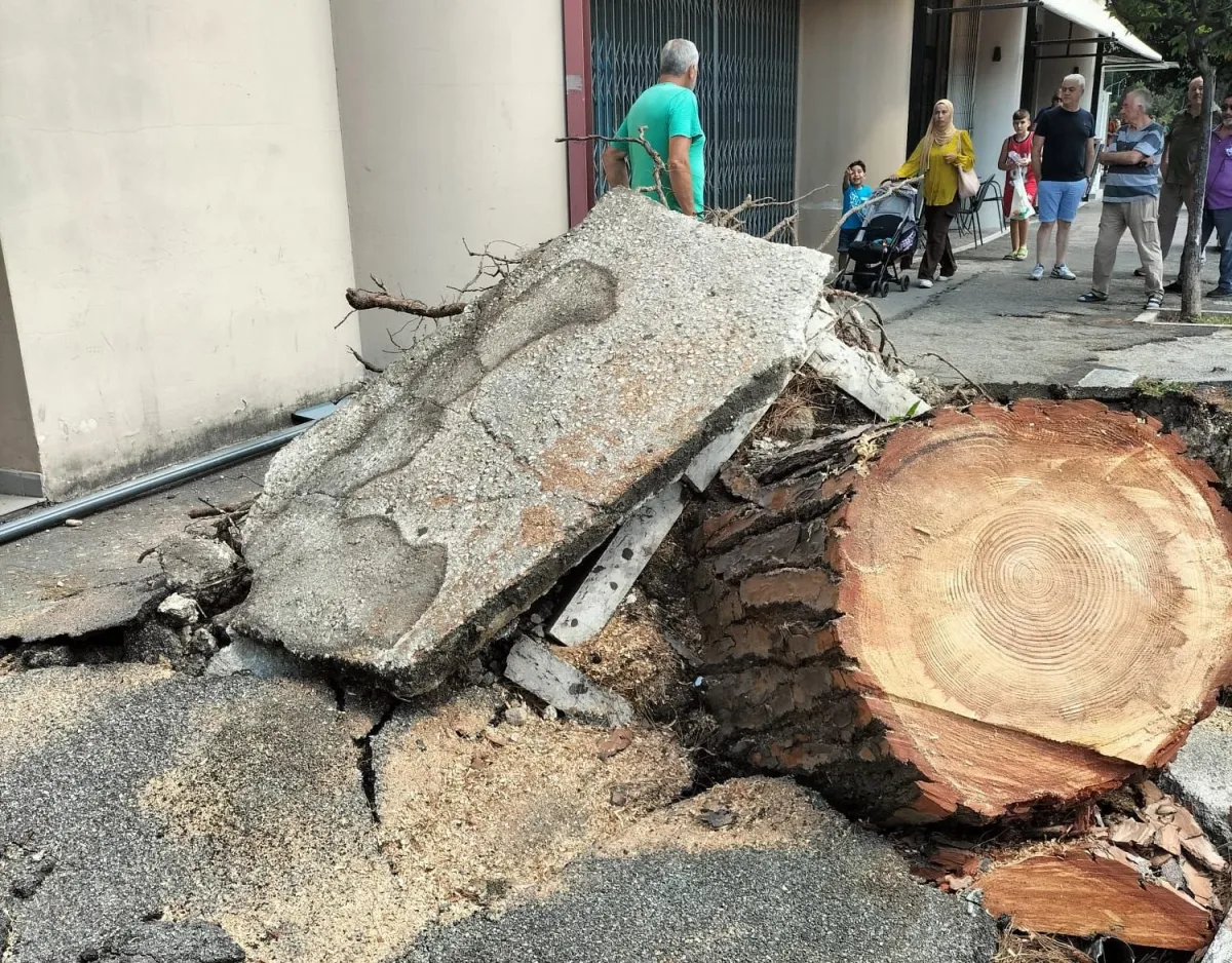 Alberi pericolanti a Terni, il Comune si prende la rivincita sui social: alla Passeggiata e in via Di Vittorio radici marce e cedimenti