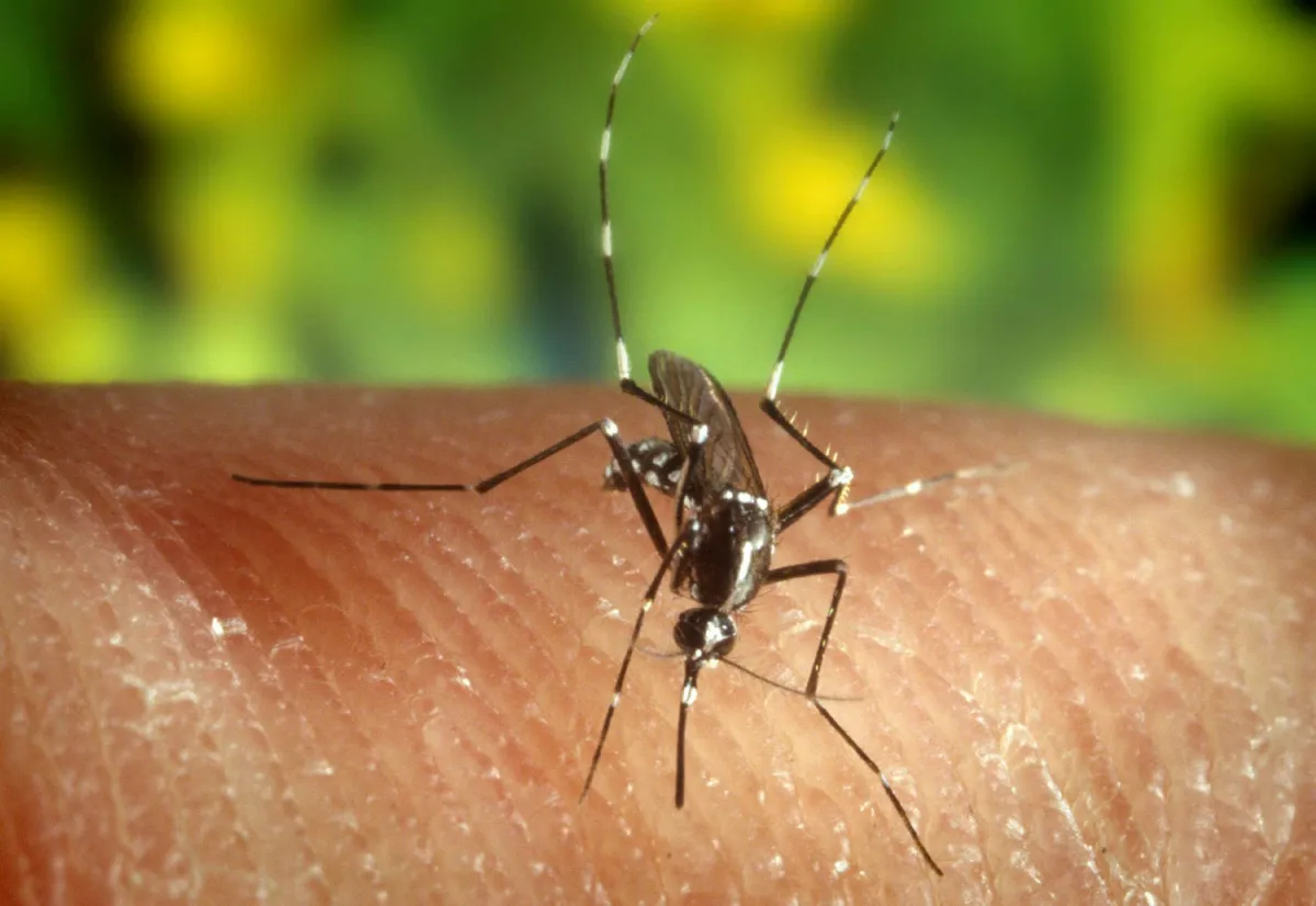West Nile Virus in Umbria, dopo il primo caso umano importato: misure di prevenzione e sorveglianza attiva