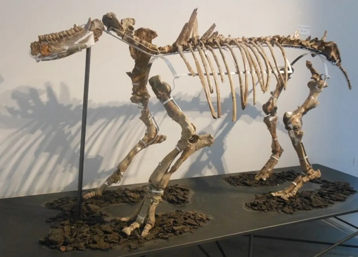 Un viaggio tra le ere geologiche dell'Umbria: siti e parchi paleontologici che conservano fossili, impronte e testimonianze delle antiche forme di vita della regione