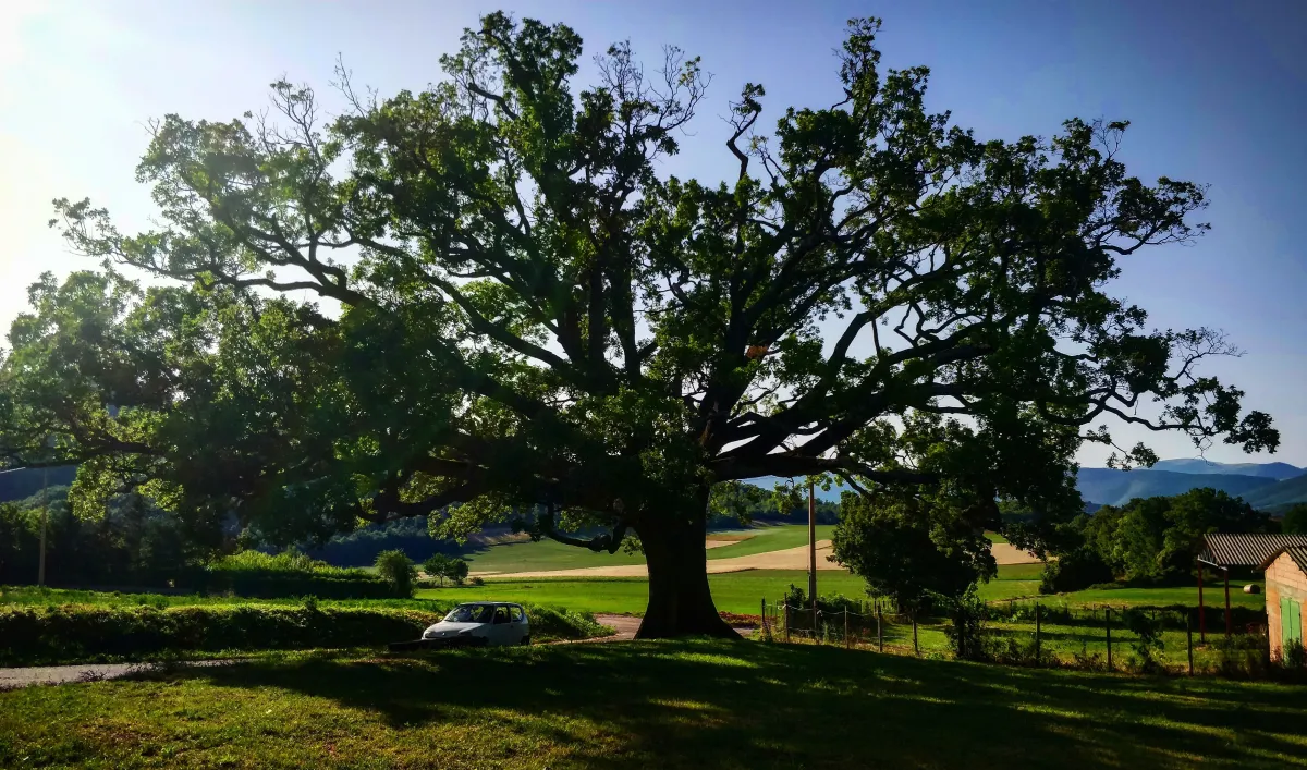 Gli alberi monumentali dell'Umbria tra storia, leggenda e biodiversità: un patrimonio che unisce natura, cultura e antiche tradizioni