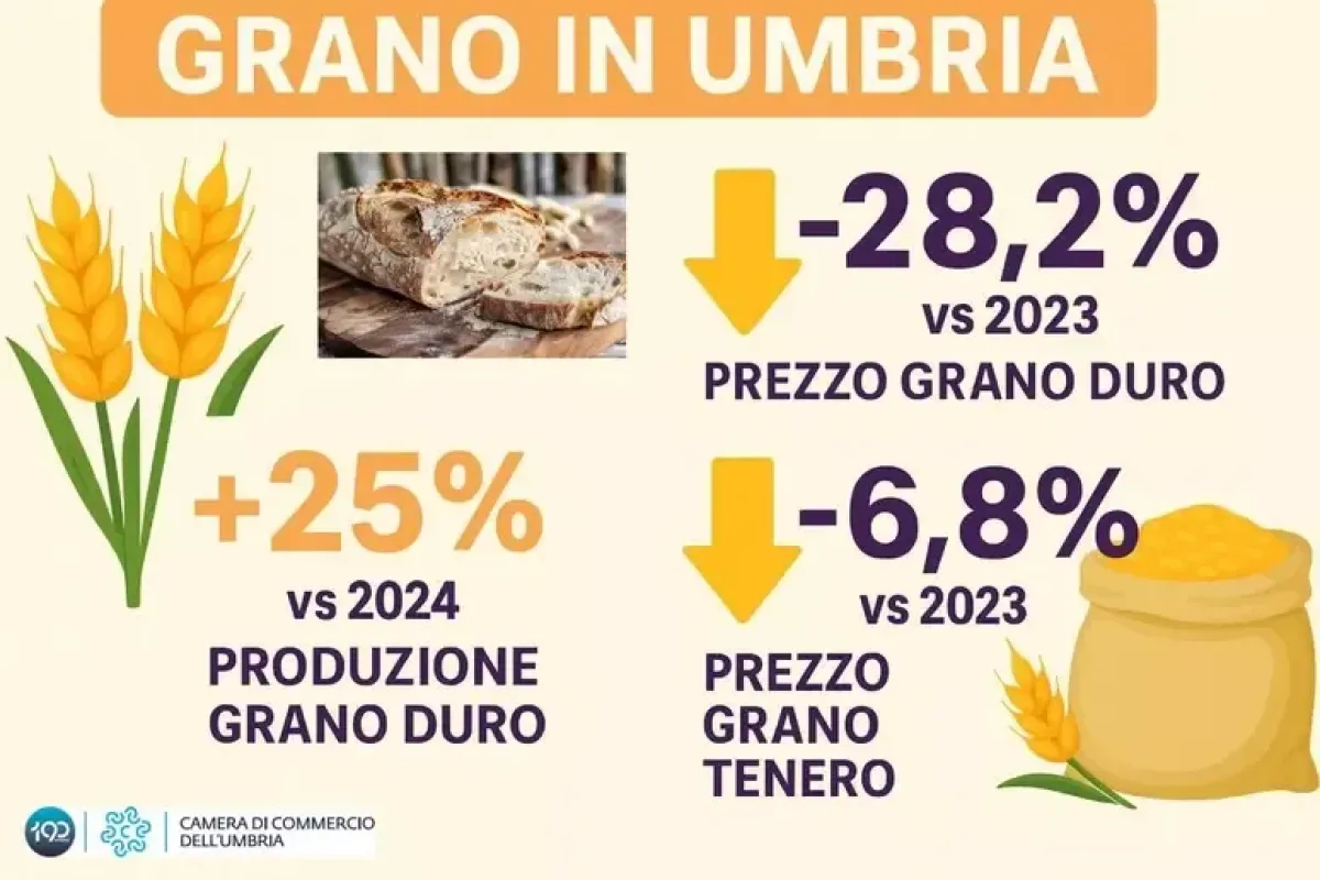 In Umbria è produzione record di grano, ma i prezzi sono in caduta: i numeri della Borsa Merci