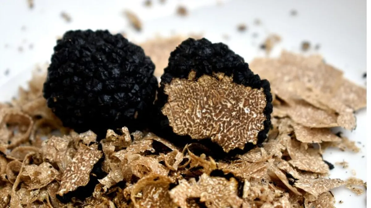 Gaifana celebra il tartufo con l’evento “Non solo tartufo”: premio, incontri e il Bosco dell’Ecosostenibilità
