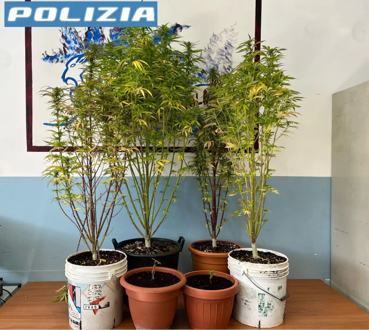 Perugia, aveva 6 piante di marijuana sul terrazzo: 54enne denunciato