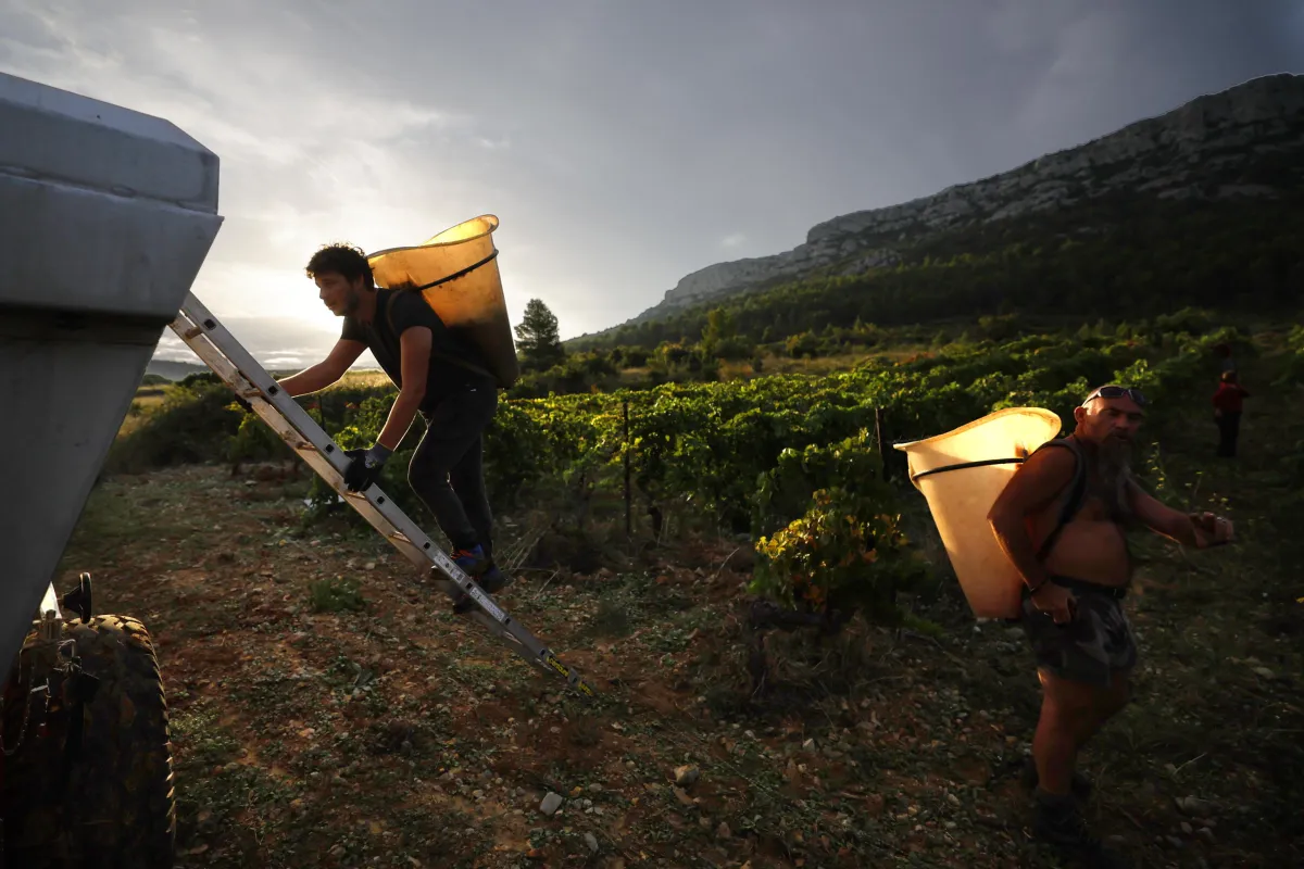 Vendemmia 2025, l’Umbria cavalca la crescita mentre la Toscana frena