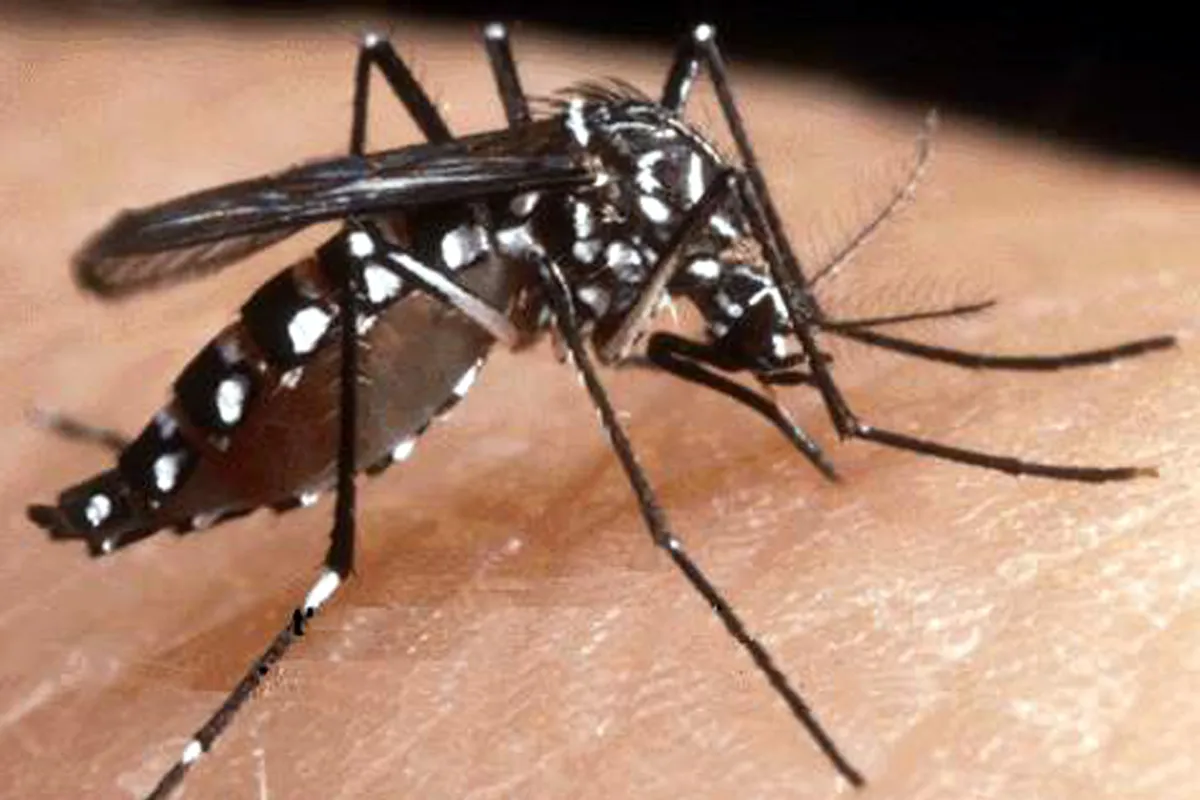 Perugia, confermato il primo caso di Dengue del 2025: attivate misure di prevenzione