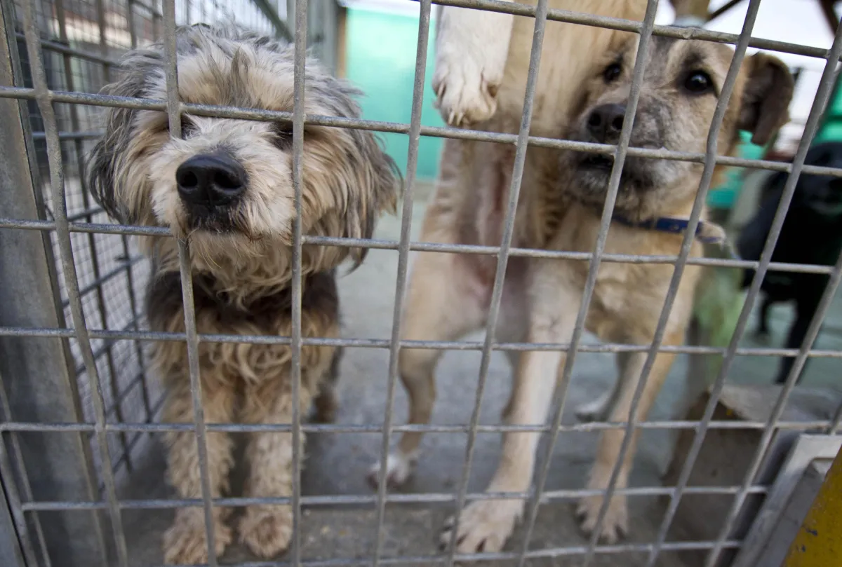 Allarme degrado nei canili italiani, nuovo caso nell'Alto Tevere: recinzioni arrugginite e animali in pericolo, Stop Animal Crimes lancia l'allarme