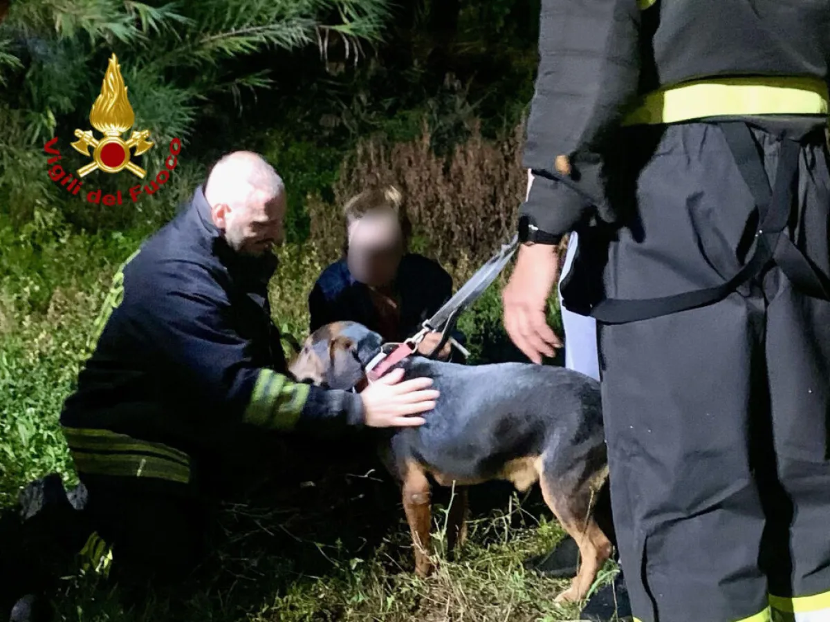 Ponte San Giovanni, cane segugio cade in una scarpata e resta intrappolato nella vegetazione: provvidenziale l'intervento dei vigili del fuoco