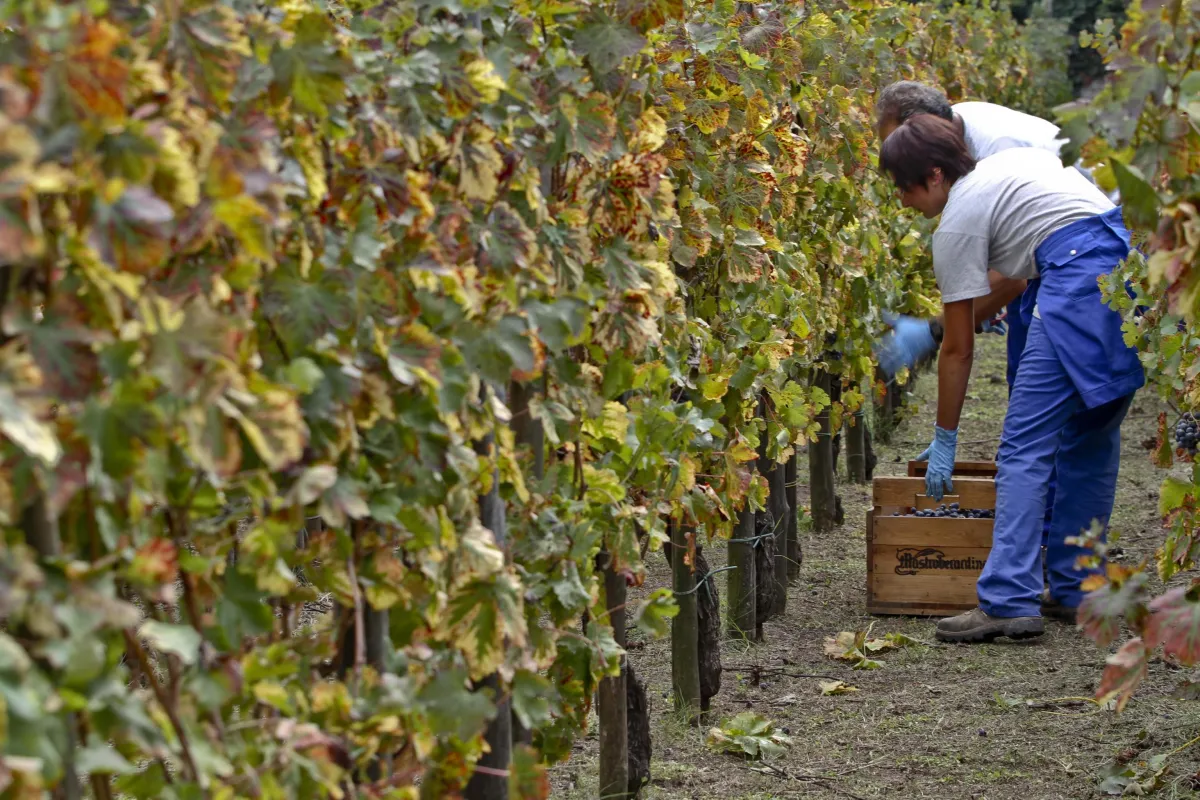 Intelligenza artificiale in cantina: la novità della vendemmia 2025