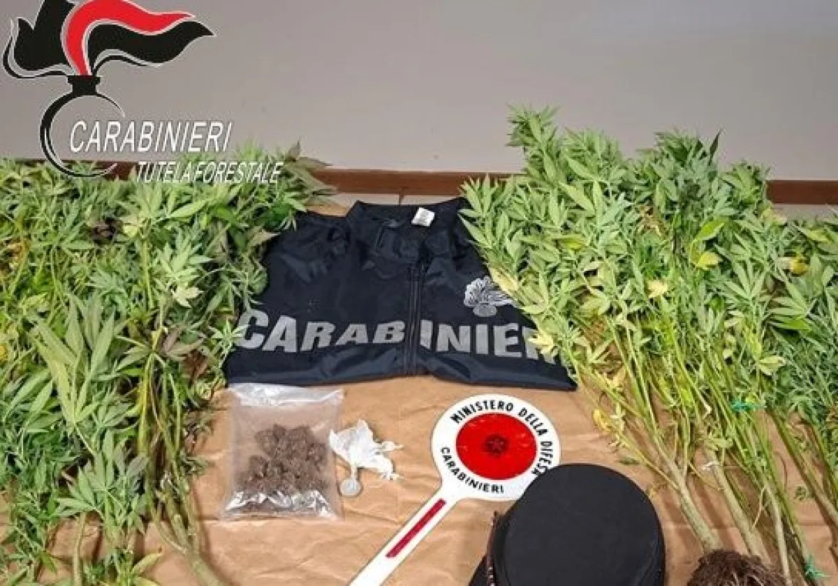 Scoperta piantagione di marijuana in un bosco di Montefranco. Denunciato un 40enne ternano