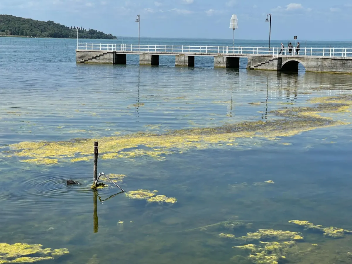 Allarme biodiversità al Trasimeno: specie non autoctone e gestione carente degli habitat minacciano pesca, ecosistemi e comunità locali