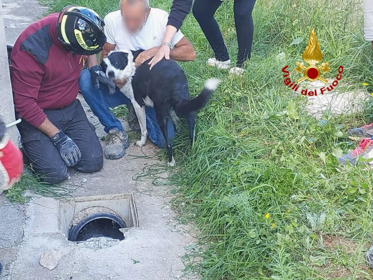 Cane intrappolato in una tubazione a Magione: salvato dai Vigili del Fuoco