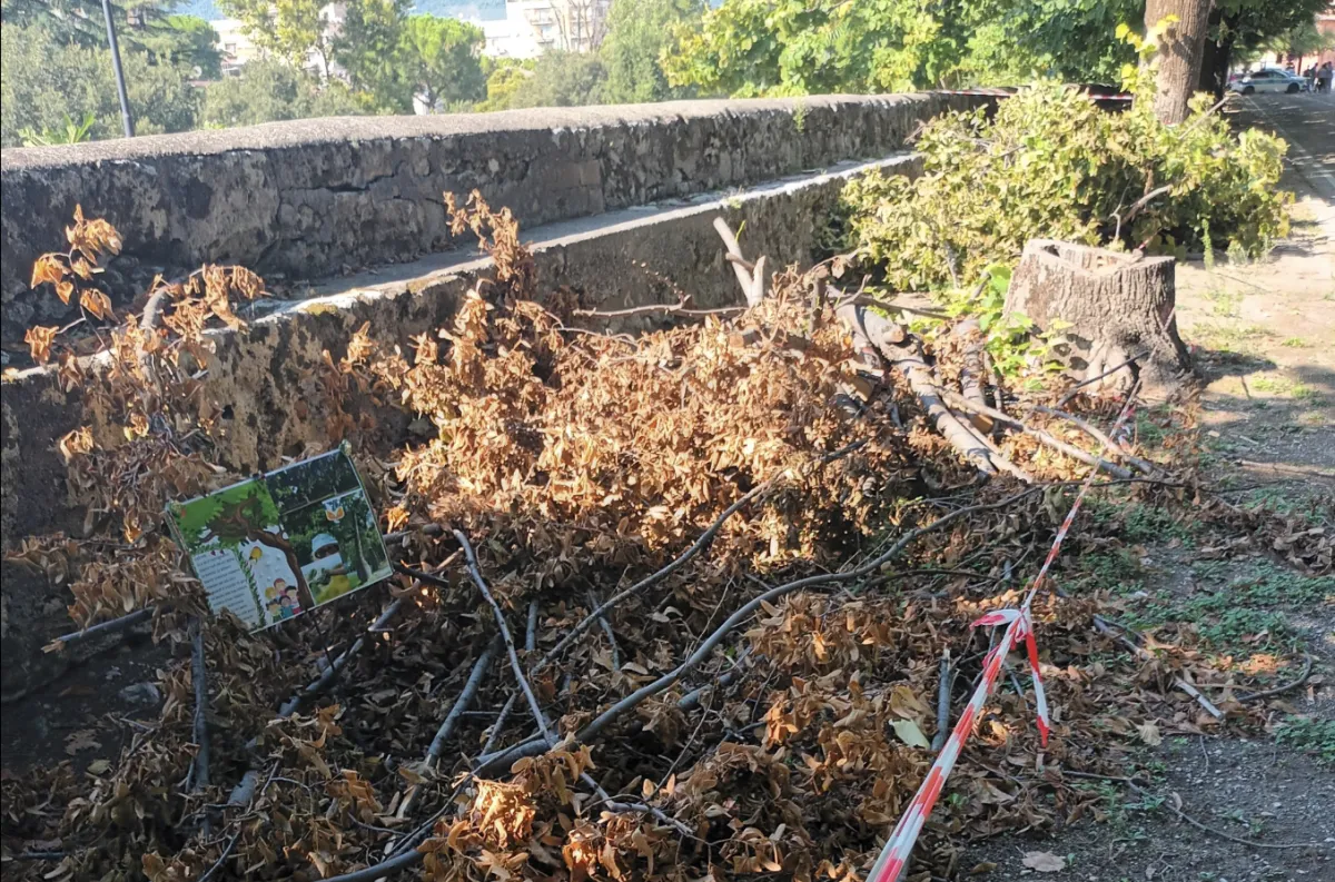 Terni, la rete ambientalista al Comune: "Basta tagli, serve un tavolo permanente sul verde pubblico"