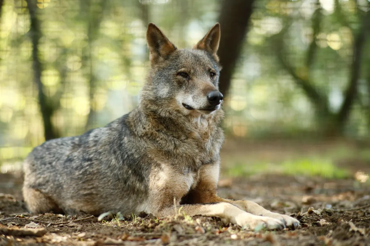Alla scoperta del lupo appenninico sul Monte Cucco: passeggiata naturalistica tra mito, scienza e storia dell’Appennino
