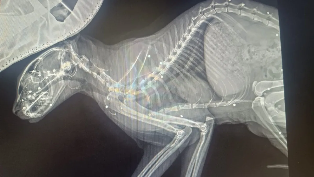 Santa Maria Tiberina, sparano al gatto nel giardino di casa: la padrona sporge denuncia, si indaga sul responsabile