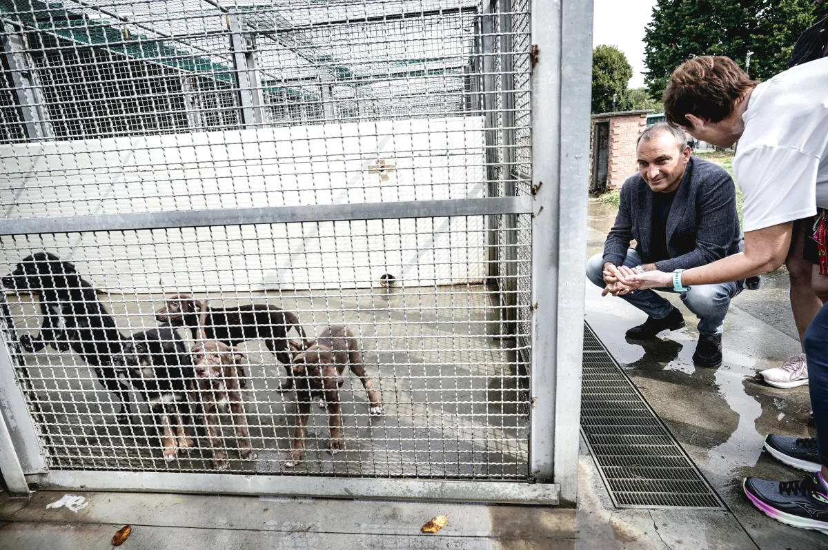 A novembre c'è 'Canili aperti'. L'iniziativa dell'Usl Umbria 1 contro abbandono e maltrattamenti di animali