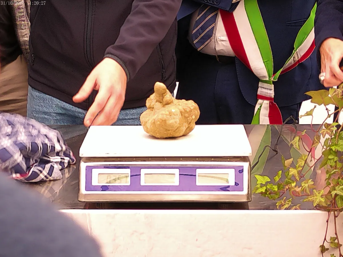Gubbio celebra il re del bosco: a Jimmy Tartufi il premio per il tartufo bianco più grande