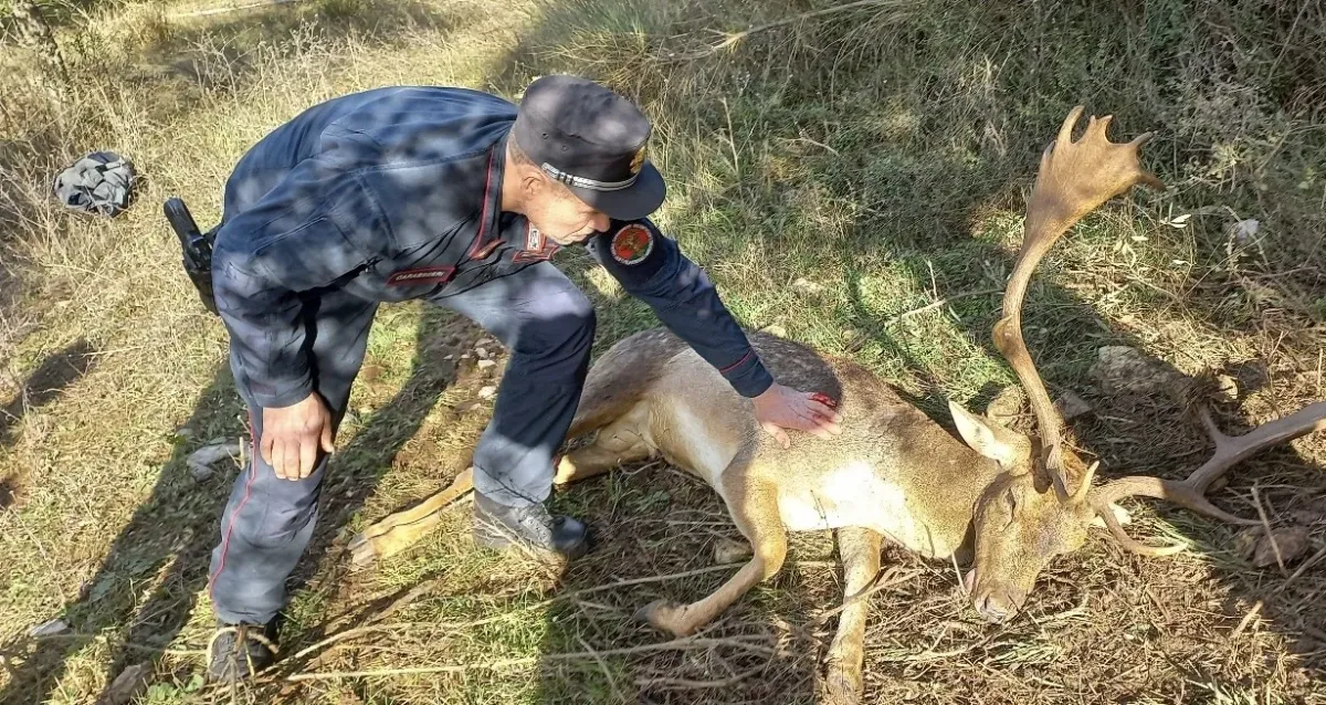 Passignano sul Trasimeno, Carabinieri forestali salvano un daino: era rimasto impigliato nel filo spinato