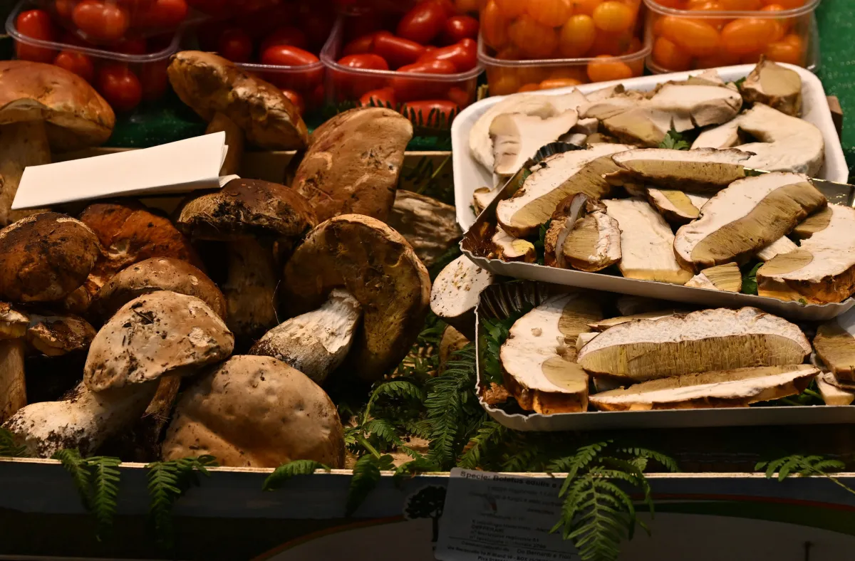 Gubbio, al via il corso per raccoglitori di funghi: sicurezza, conoscenza e rispetto per la natura