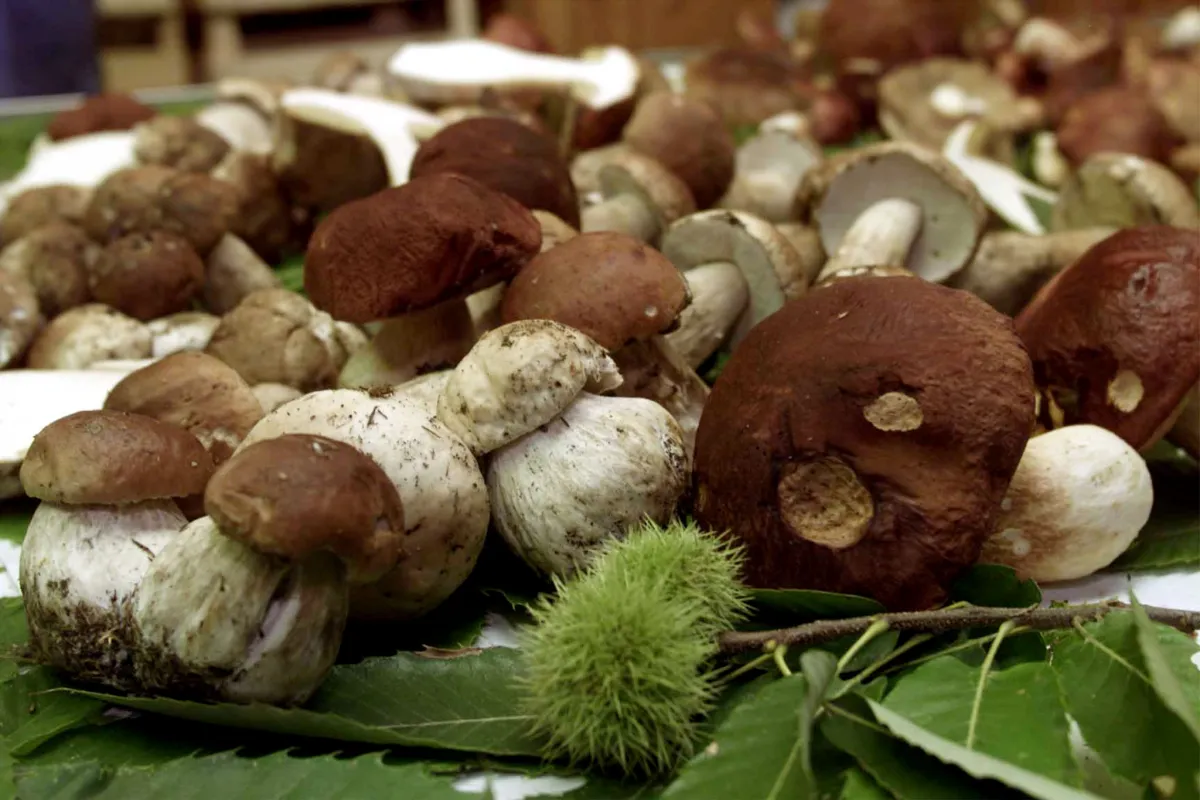 Città di Castello, scoperte due nuove specie di funghi del genere Pseudosperma nei parchi dei Laghi Spada e di Villa Montesca