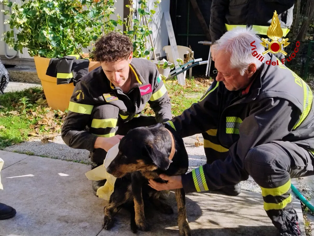 Doppio intervento dei Vigili del Fuoco per salvare dei cani. Uno era caduto in un dirupo, l'altro in un lago