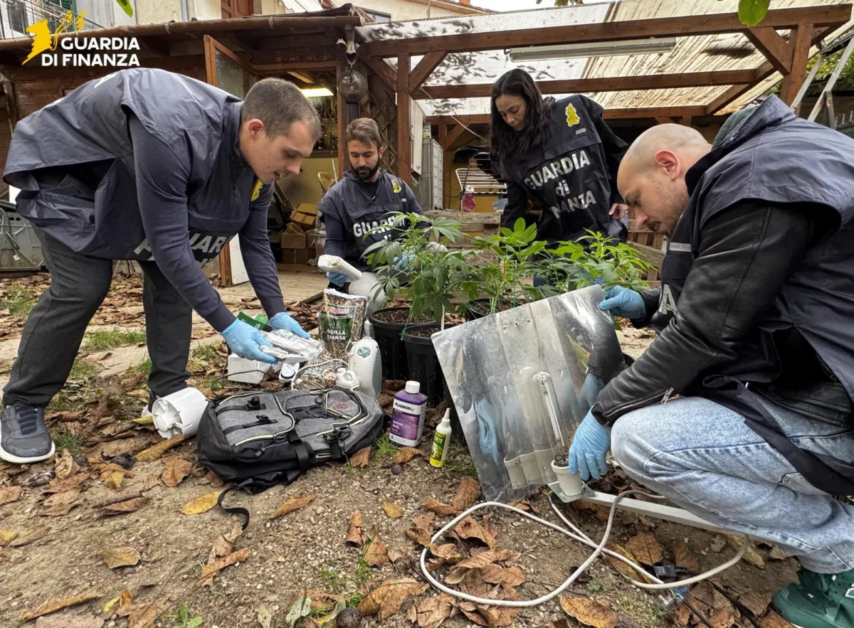 Città di Castello, accertamento fiscale si trasforma in blitz antidroga: scoperta una coltivazione di marijuana in casa e in giardino