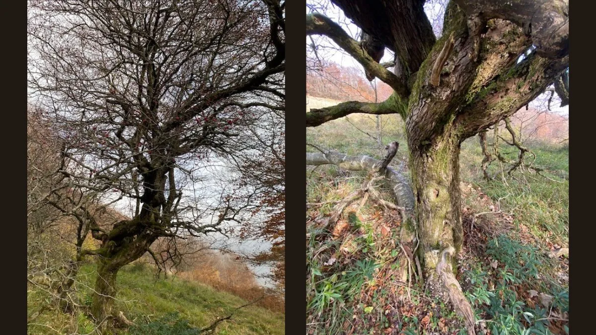 Eccezionali biancospini monumentali scoperti nella Valle del Fonno: una grande scoperta botanica