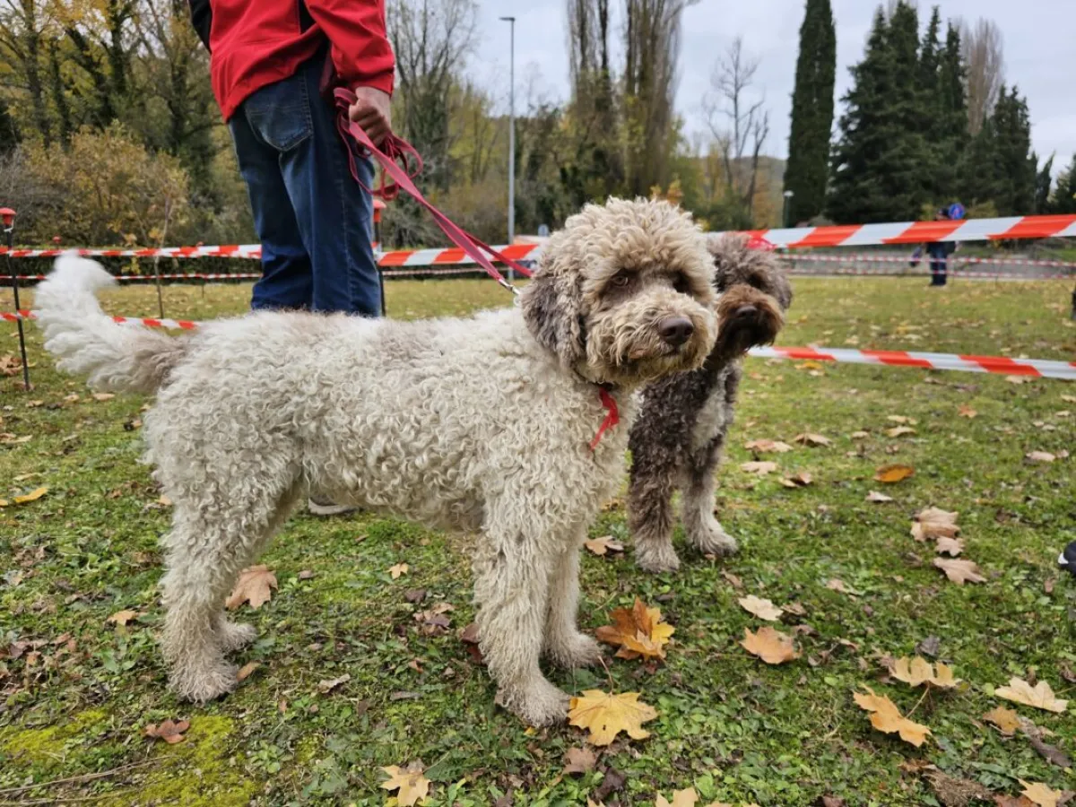 Valtopina, la “Sfida dei Campioni”: i migliori cani da tartufo d’Italia in gara alla Mostra Mercato