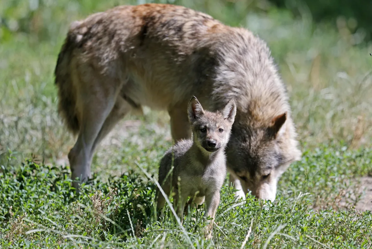 Cane da caccia ucciso dai lupi a Scritto: paura nella Valle del Ventia e nuove segnalazioni di attacchi