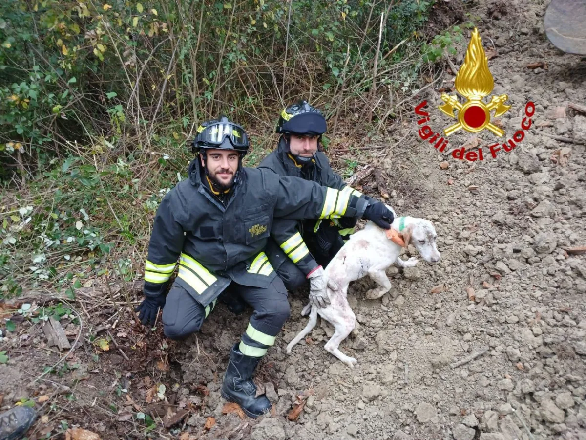 Spoleto, cane intrappolato in un cunicolo scavato da un istrice: ecco come i Vigili del fuoco lo hanno liberato