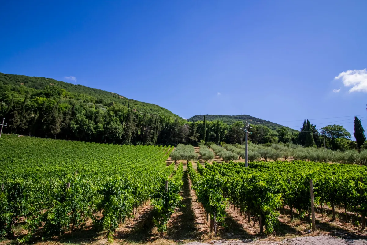 Calici sotto l’Albero: i vini dell’Alta Umbria protagonisti a Gubbio nella notte dell’Albero di Natale più grande del mondo