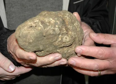 Sigillo celebra il tartufo invernale: torna “Tartufo, Sigillo di qualità” tra esperienze sensoriali, natura e identità locale