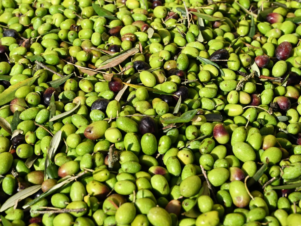 Milano-Cortina 2026: viene dall'Umbria l'olio d'oliva di Casa Italia